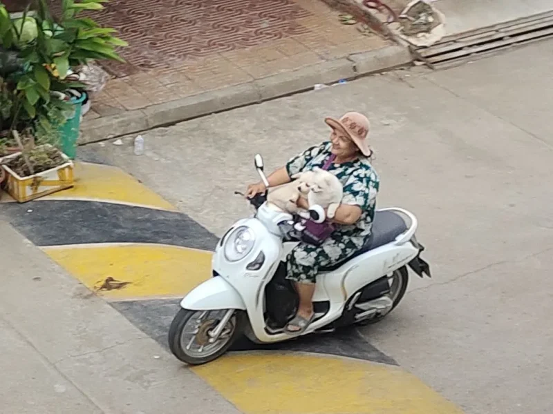 Двойная порция умиления на улицах Пномпеня